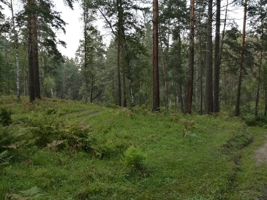 СОСНОВЫЙ БОР (ЭКОПАРК ТЕЛЕЦКИЙ)